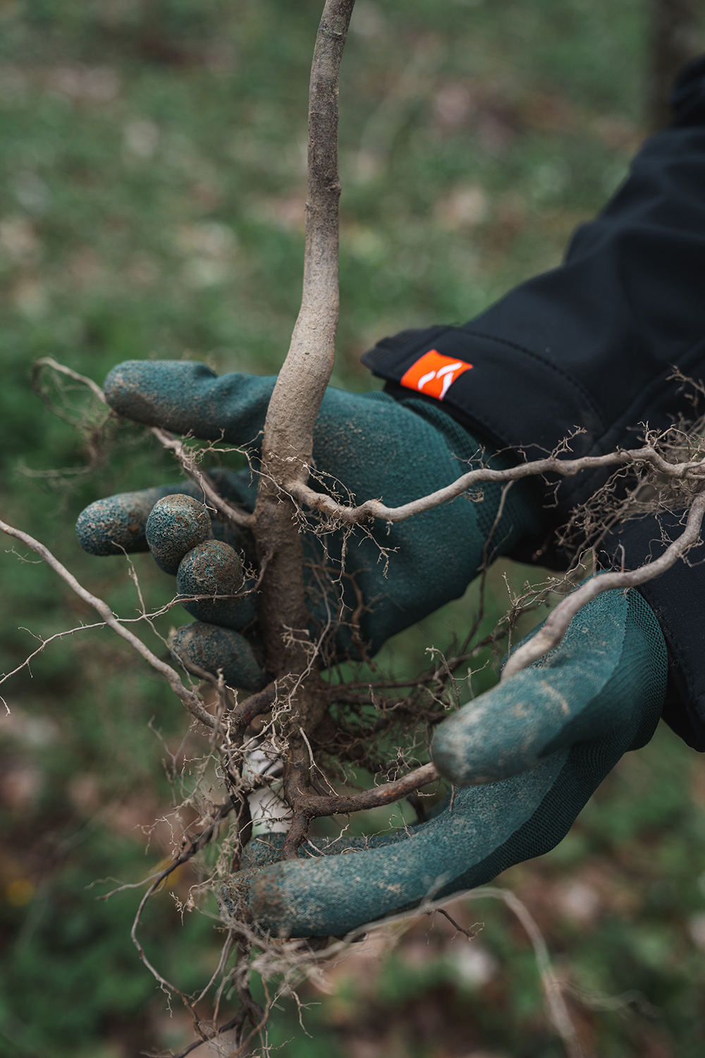 RIKA Reforestation project