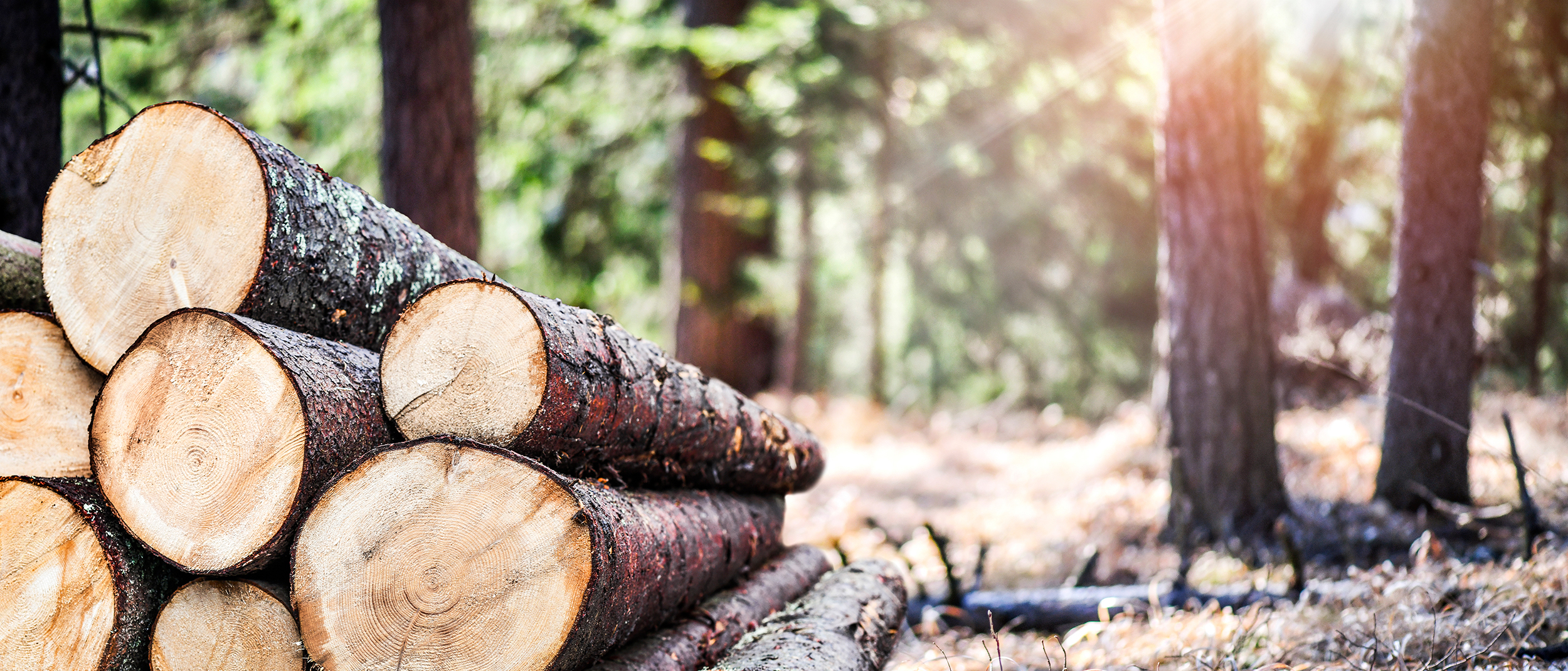 Wood as a raw material