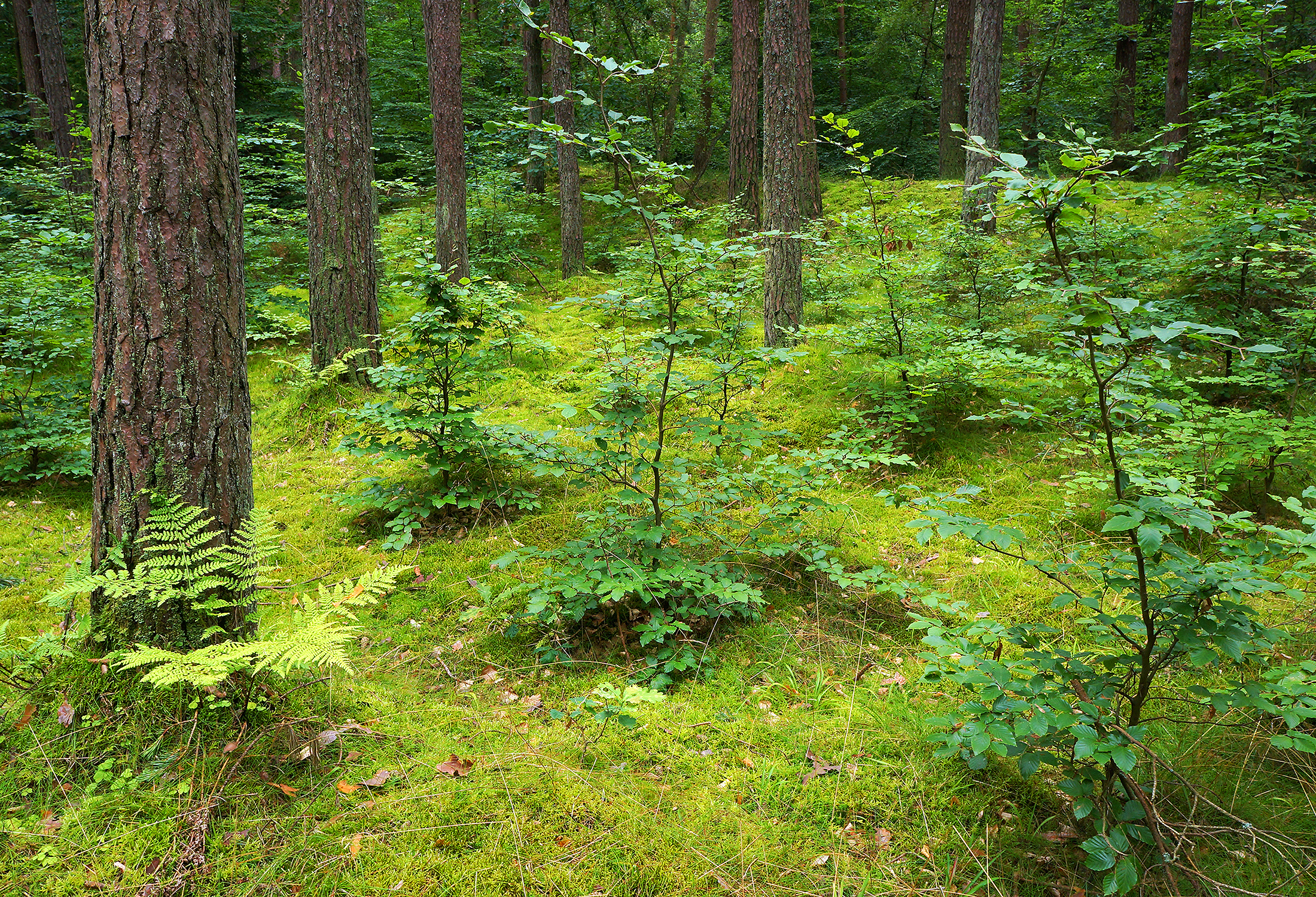 Young plants in the mixed forest