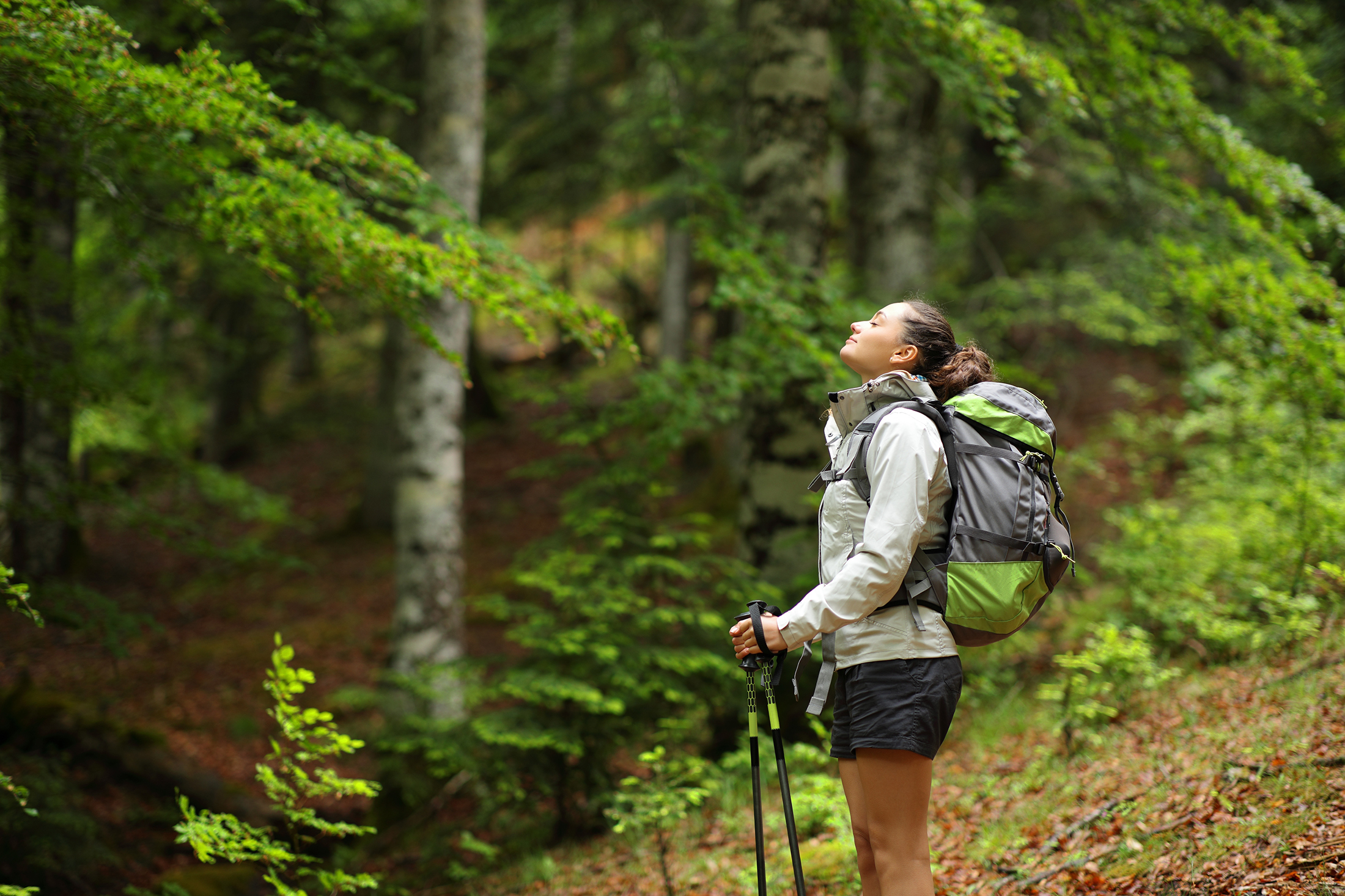 The forest as a recreation area